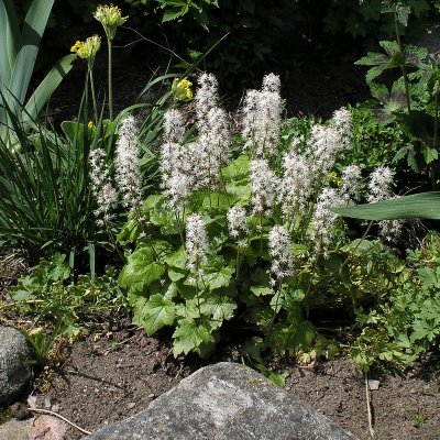 Tiarella cordifolia, Spetsmössa