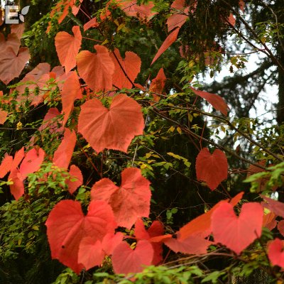 Vitis coignetiae Eminens ® E, Rostvin