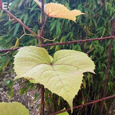 Vitis coignetiae Eminens ® E, Rostvin
