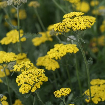 Achillea hybr. Moonshine, Gyllenröllika, P9cm