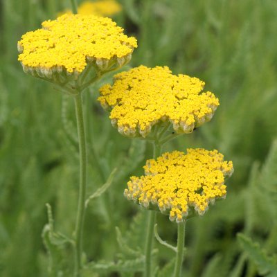 Achillea hybr. Coronation Gold, Praktröllika