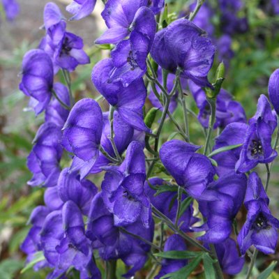 Aconitum napellus
