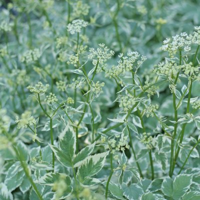 Aegopodium podagraria Variegatum