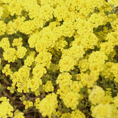 Alyssum montanum Berggold