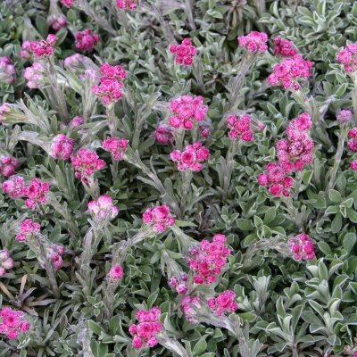 Antennaria dioica Rotes Wunder