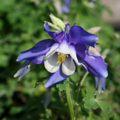 Aquilegia hybr. Spring Magic Blue & White