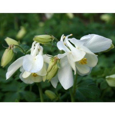 Aquilegia hybr. Spring Magic White, Pastellakleja