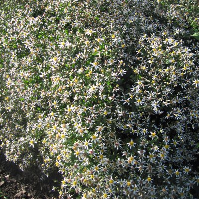 Eurybia (Aster) divaricata Tradescant, Skogsaster