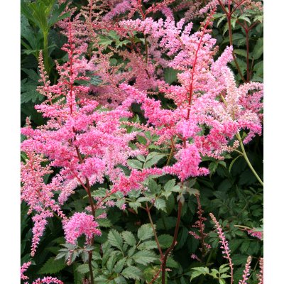 Astilbe arendsii Cattleya