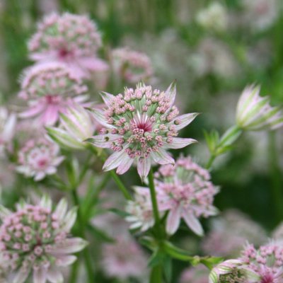 Astrantia major Florence