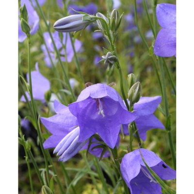 Campanula persicifolia