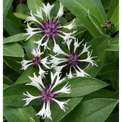 Centaurea montana Amethyst in Snow