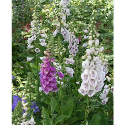 Digitalis purpurea Foxy
