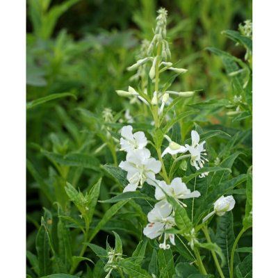 Chamaenerion (Epilobium) angustifolium Album, Rallarros