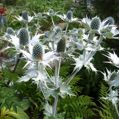 Eryngium giganteum Silver Ghost