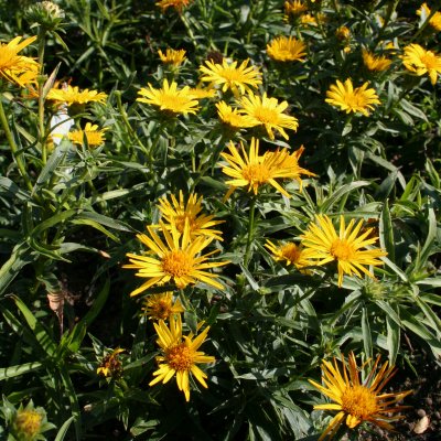Inula ensifolia, Svärdkrissla, P9cm