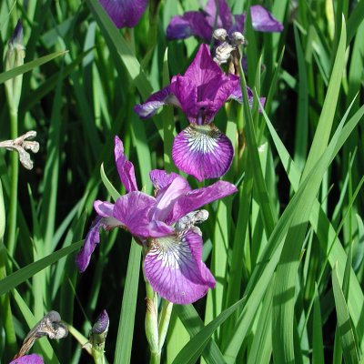 Iris sibirica Sparkling Rose, Rabattiris