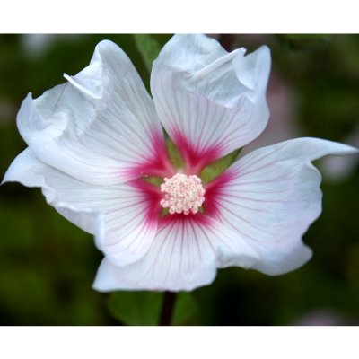 Malva x clementii Blushing Bride