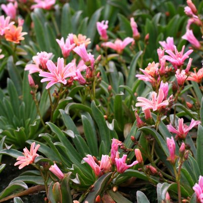 Lewisia hybrid Little Plum, Lewisia, P9cm