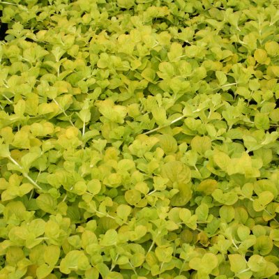 Lysimachia nummularia Goldilocks