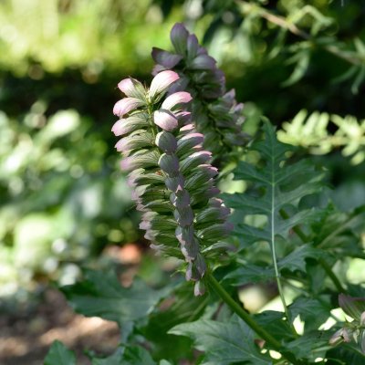 Acanthus mollis, Mjukakantus, P9cm
