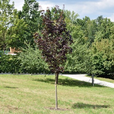 Acer platanoides Royal Red, Rödbladig Skogslönn