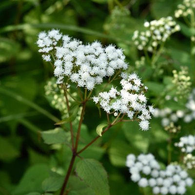 Ageratina altissima Braunlaub