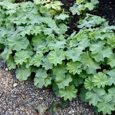 Alchemilla epipsila, Liten Praktdaggkåpa