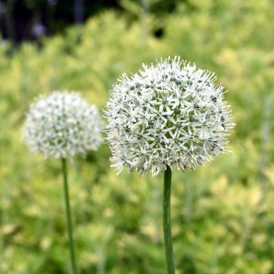 Allium Mont Blanc, Jättelök