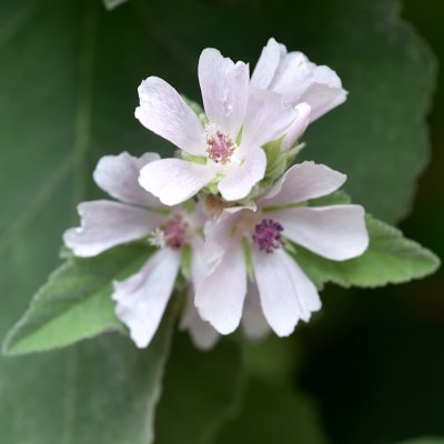 Althaea officinalis