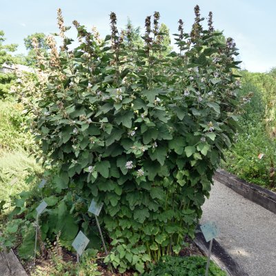 Althaea officinalis