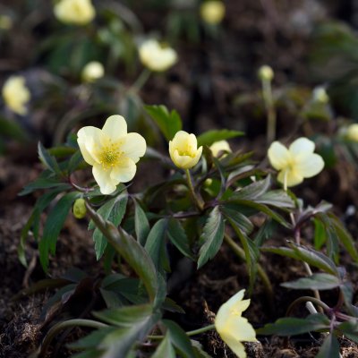 Anemone lipsiensis, Svavelsippa, P9cm