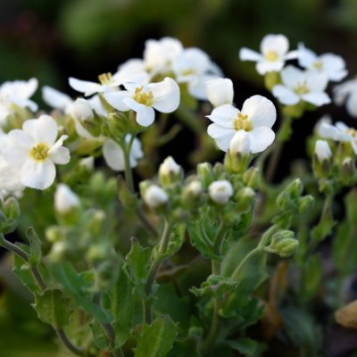 Arabis caucasica Snow Cap, Fjälltrav