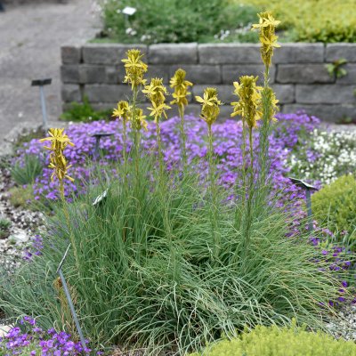Asphodeline lutea, Junkerlilja, P9cm