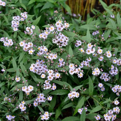 Aster ageratoides Harry Smith