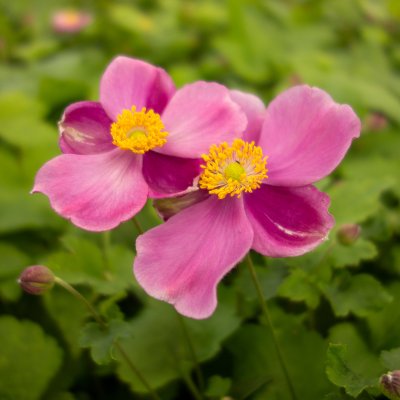 Anemone hupeh. Praecox