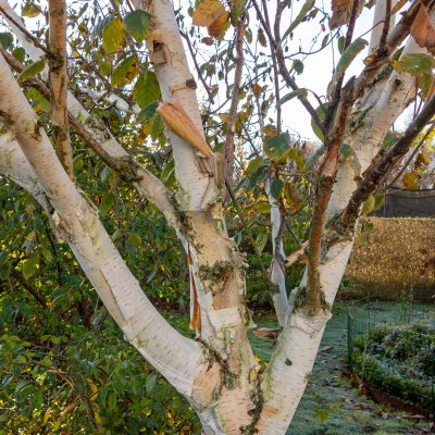 Betula utilis jacquemontii, Himalayabjörk