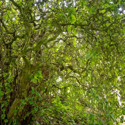 Corylus avellana Contorta, Ormhassel