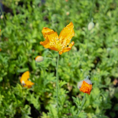 Papaver cambricum Aurantiaca (Meconopsis)