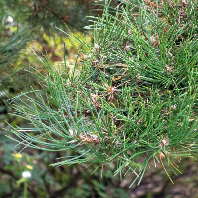 Pinus nigra