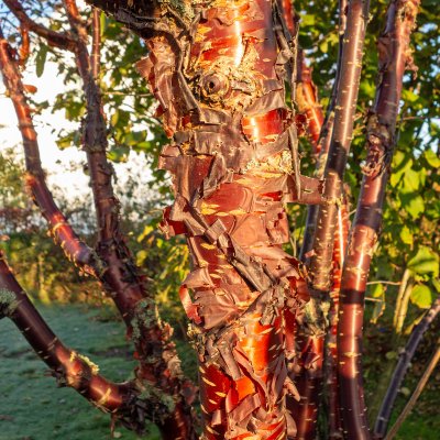 Prunus eminens Umbraculifera, Klotkörsbär serrula stam