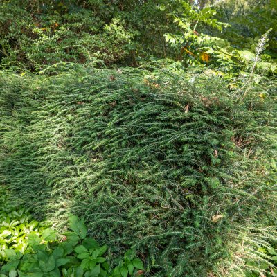 Tsuga canadensis, Hemlock