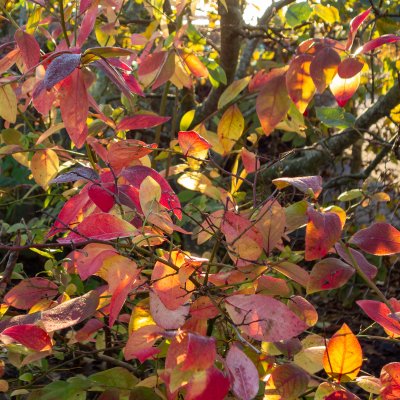 Vaccinium corymbosum Reka ®, Amerikansk Blåbär