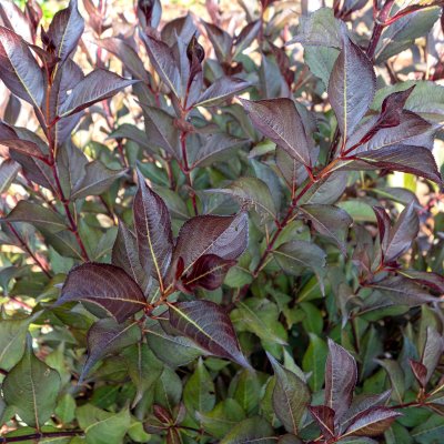 Weigela florida Alexandra ® (Wine and Roses), Rosenprakttry