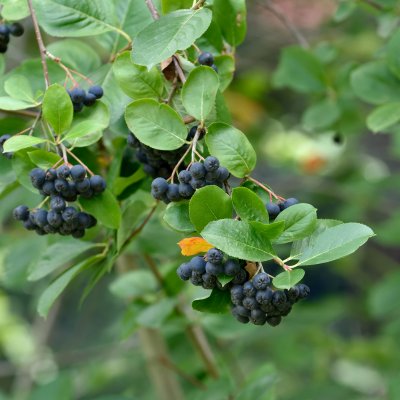 Aronia melanocarpa, Svartaronia