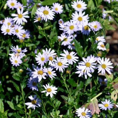 Aster incisus Blue Star