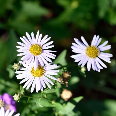 Aster (kalimeris) incisa Madiva, Fjäderaster, P9cm