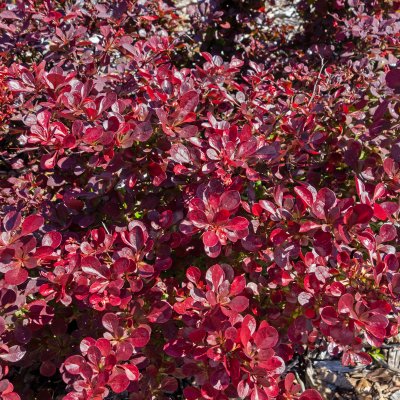 Berberis thunbergii Atropurpurea, Röd Häckberberis