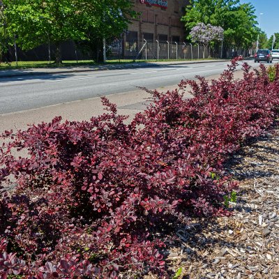 Berberis thunbergii Atropurpurea, Röd Häckberberis
