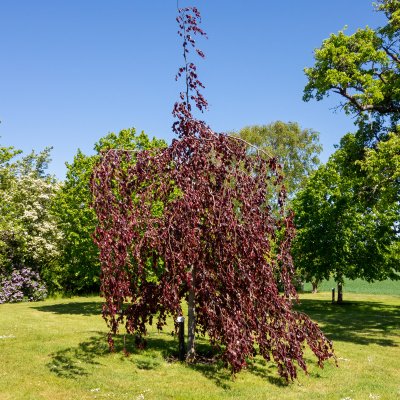 Fagus sylvatica Purpurea Pendula, Hängblodbok